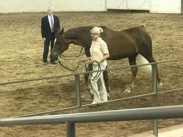 Rincon Creek Arabians photo 2