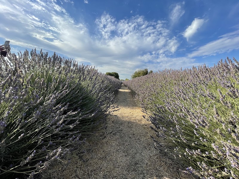 Araceli Farms photo 2