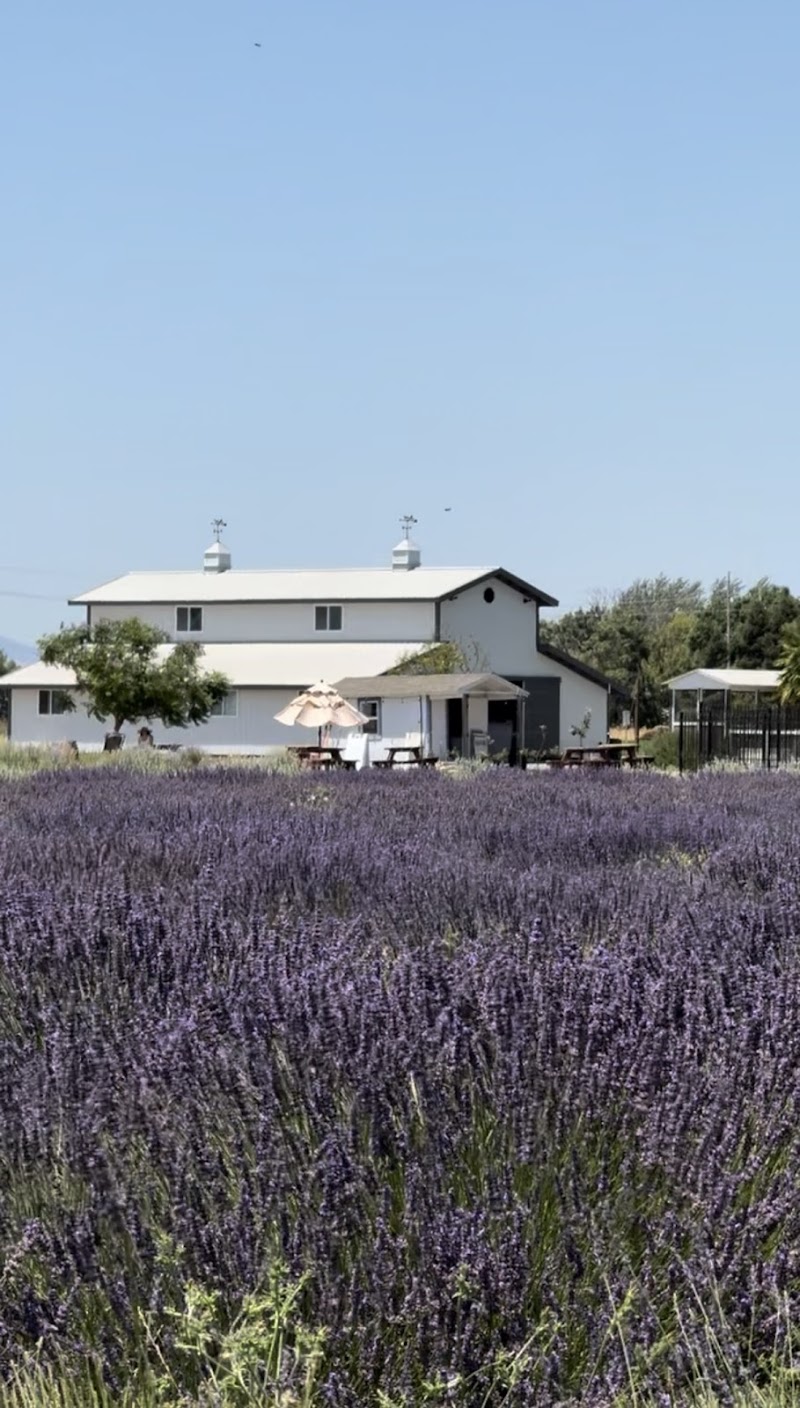 Photo of Araceli Farms