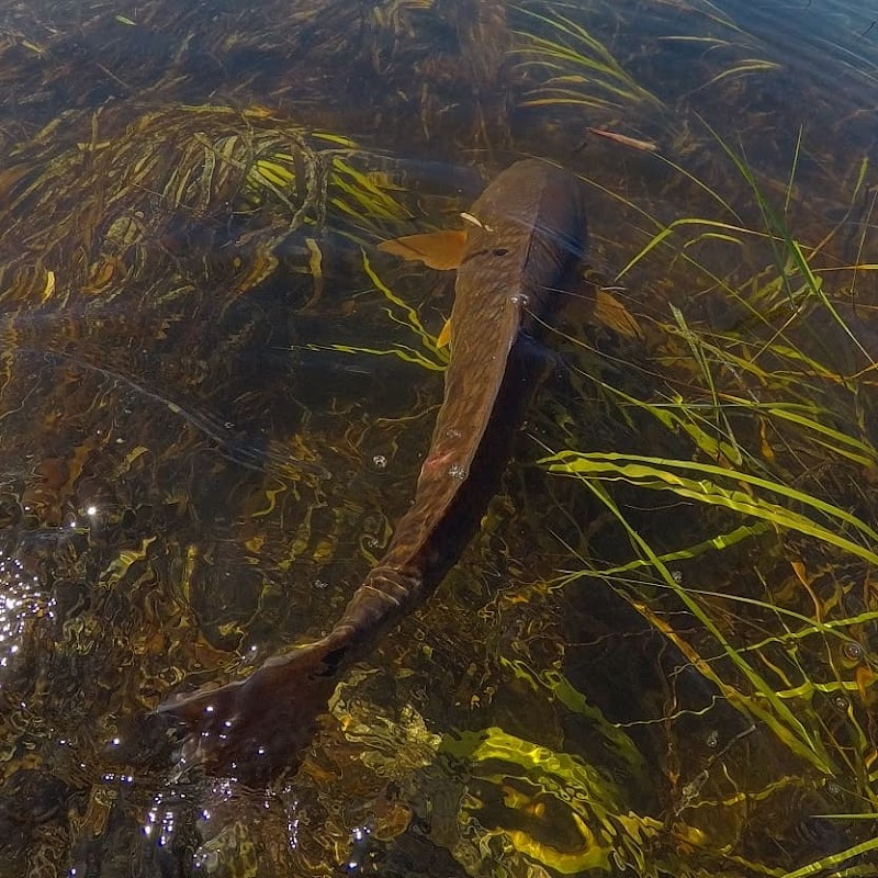 Fishhead Kayak Charters photo 4