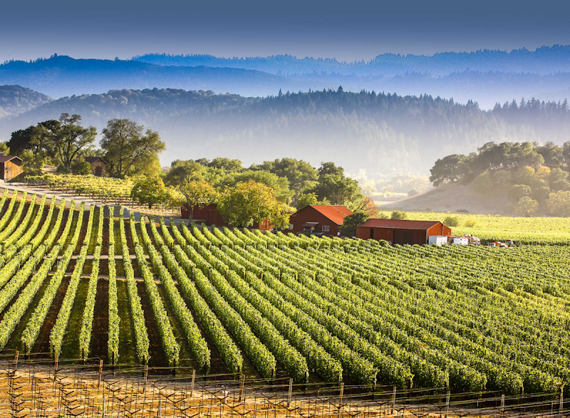 Photo of Wine Tours By Shane
