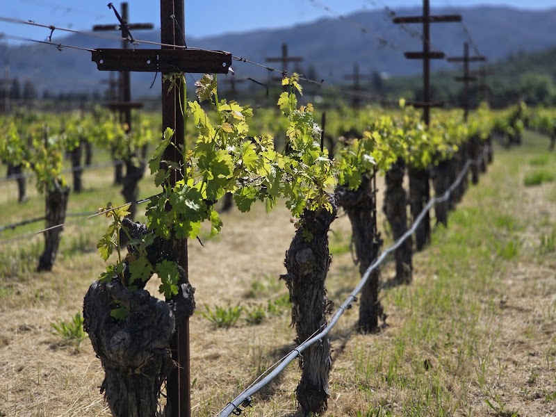 Photo of Saint Helena Winery