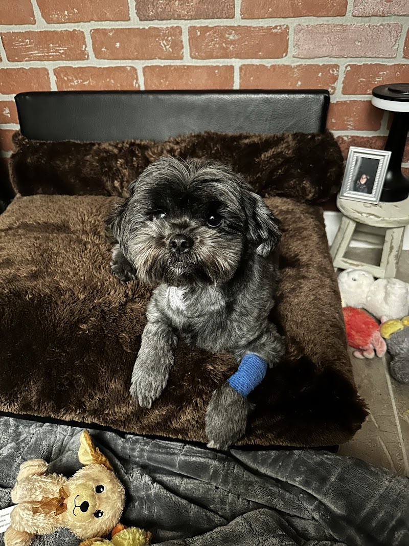 Companion Pet Clinic of North Phoenix photo 4
