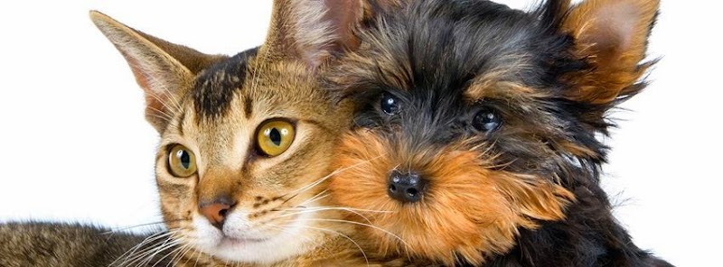 Photo of Companion Pet Clinic of North Phoenix