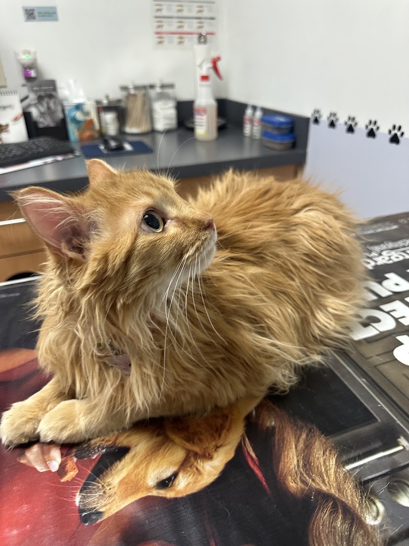 Companion Pet Clinic of North Phoenix photo 5