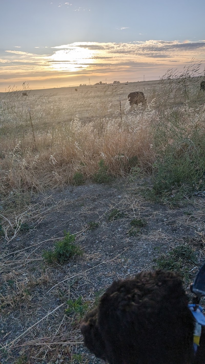 Dog park photo 5