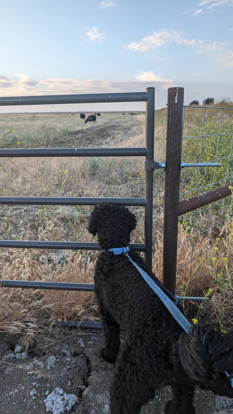 Dog park photo 4