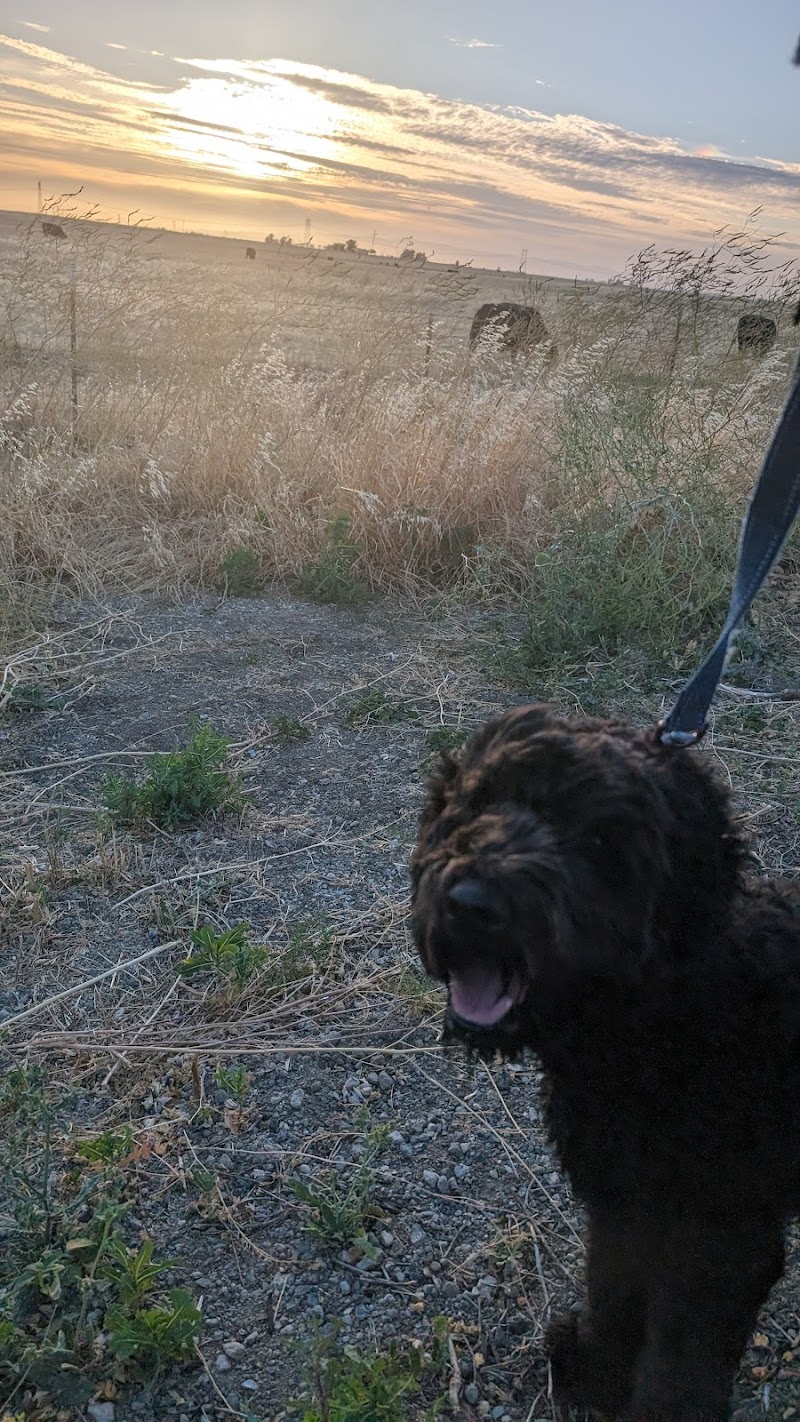 Dog park photo 2
