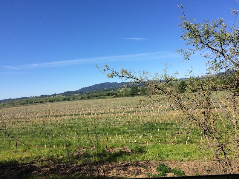 Vino Farms photo 3