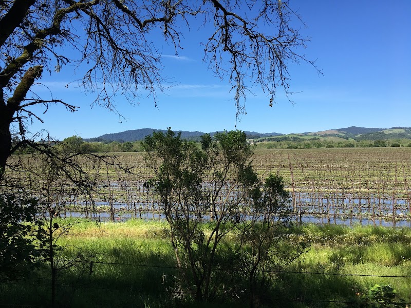 Vino Farms photo 4