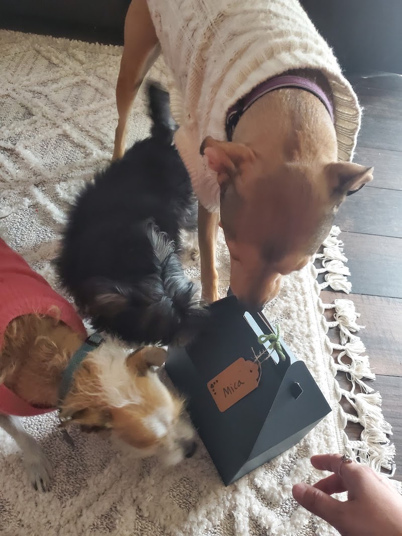 Kindred Spirits Pet Services photo 3