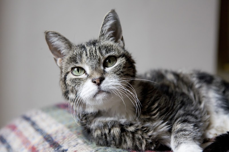 Kindred Spirits Pet Services photo 5