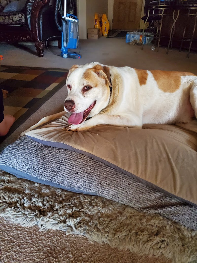 Kindred Spirits Pet Services photo 4