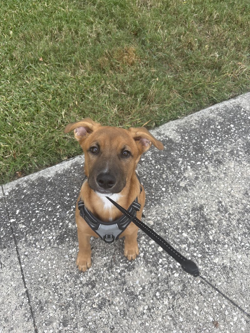 Pawtons Pet Care LLC photo 4