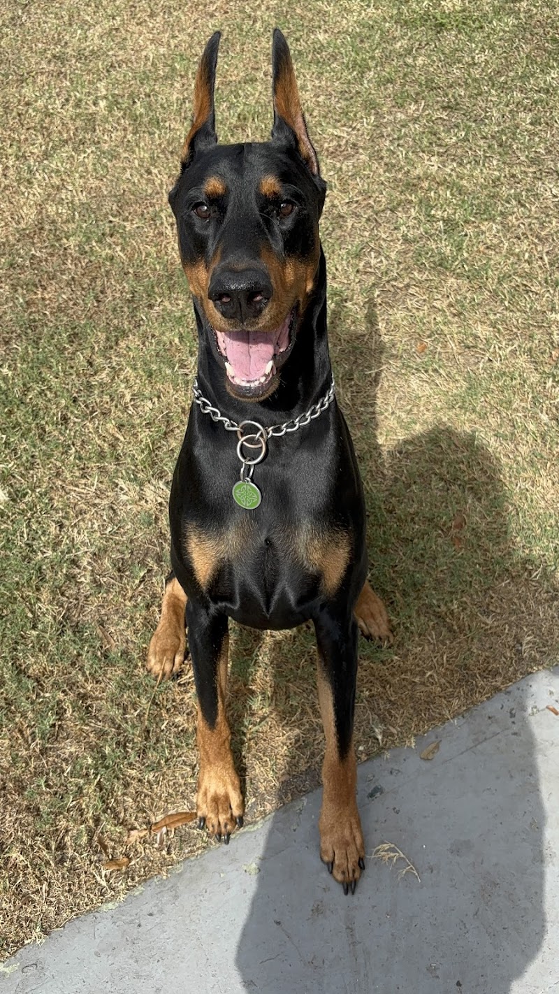 Pawtons Pet Care LLC photo 5