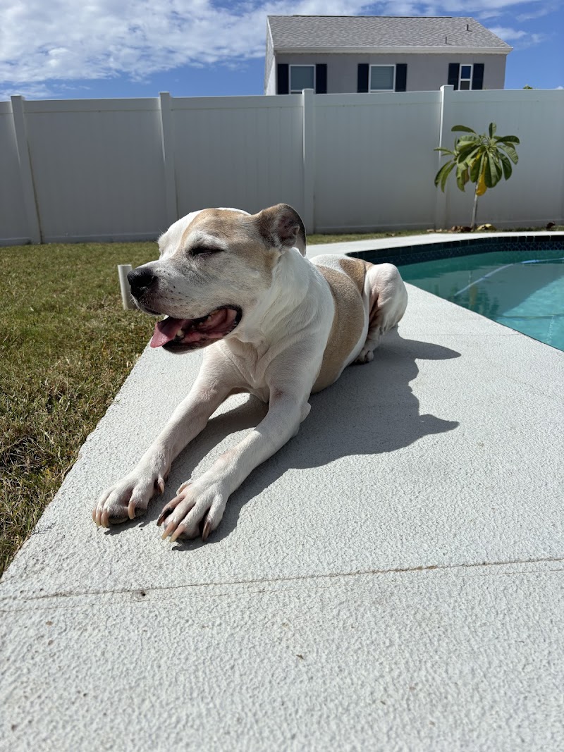 Photo of Pawtons Pet Care LLC