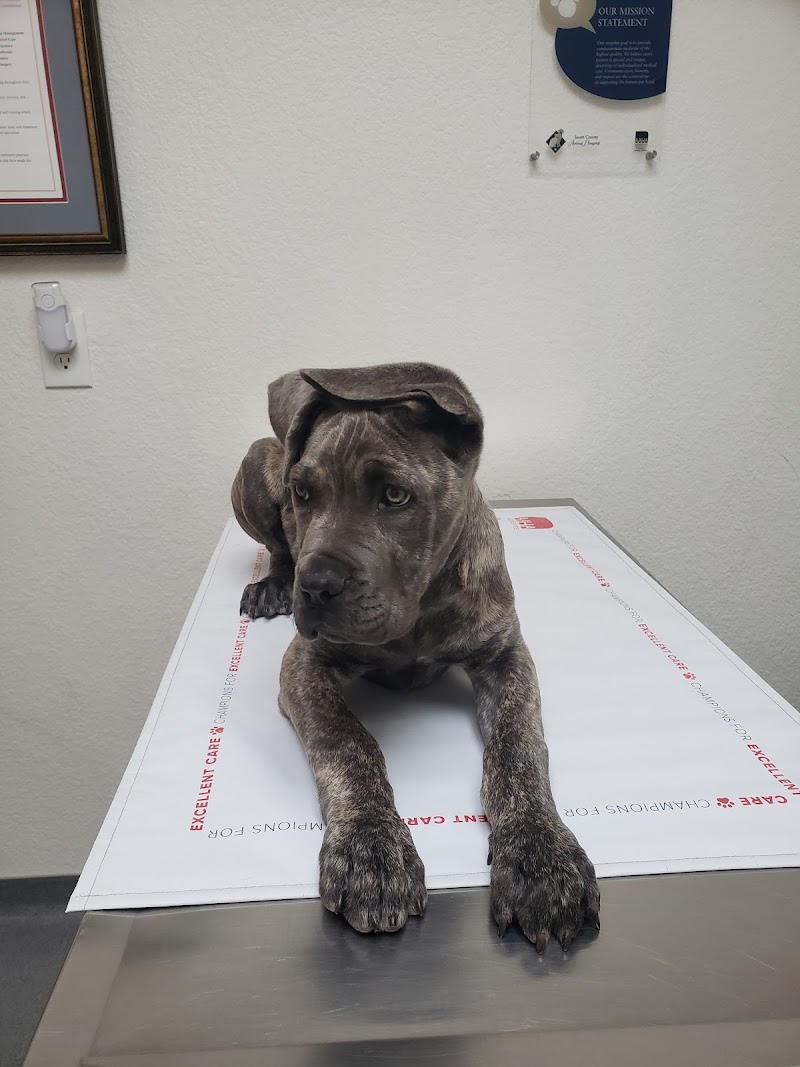 Photo of South County Animal Hospital