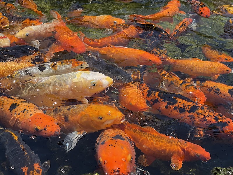 Photo of The Fish Hole at Lakewood Ranch