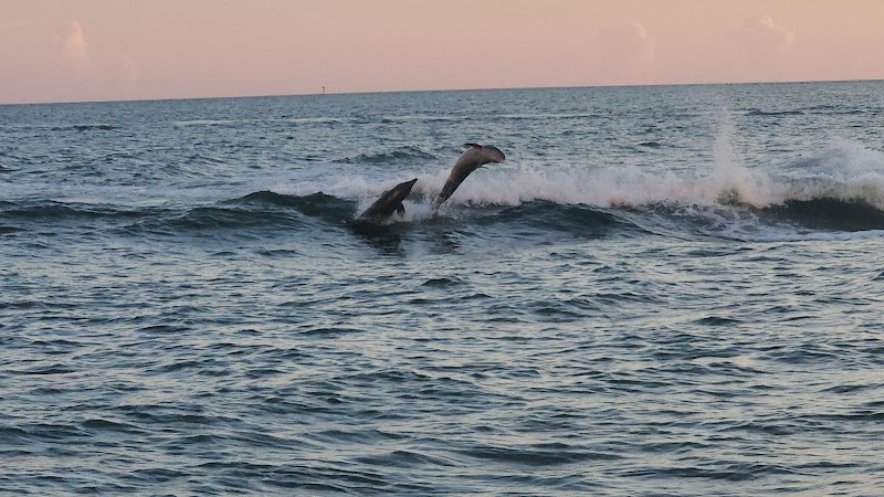 Mega Bite dolphin tours Clearwater Beach photo 3