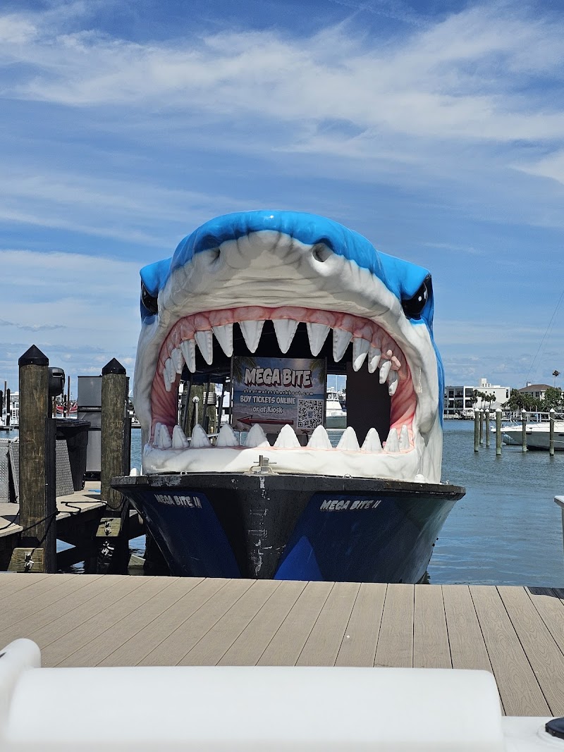Mega Bite dolphin tours Clearwater Beach photo 5