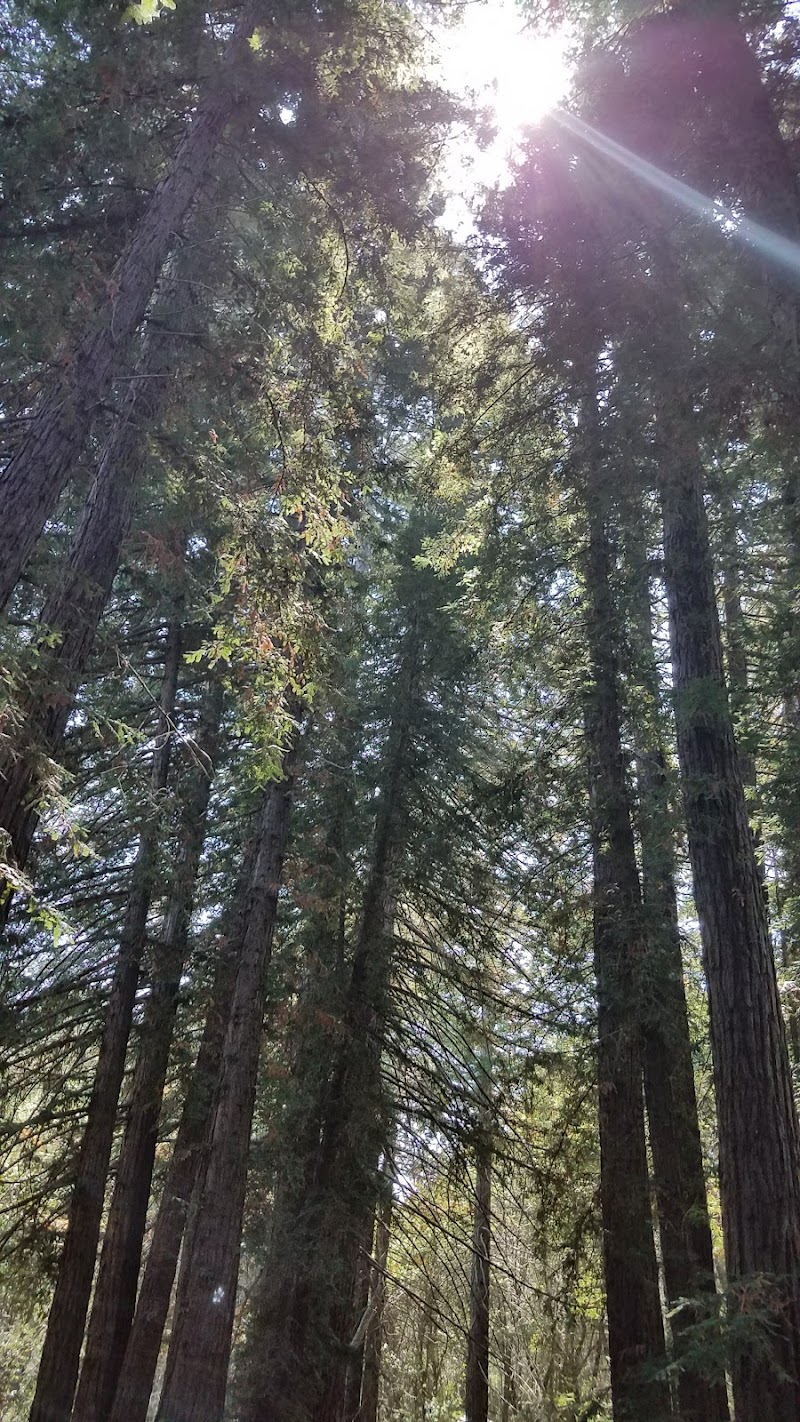 Photo of Redwood Grove