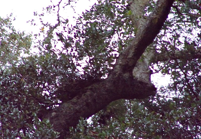 Redwood Grove photo 4