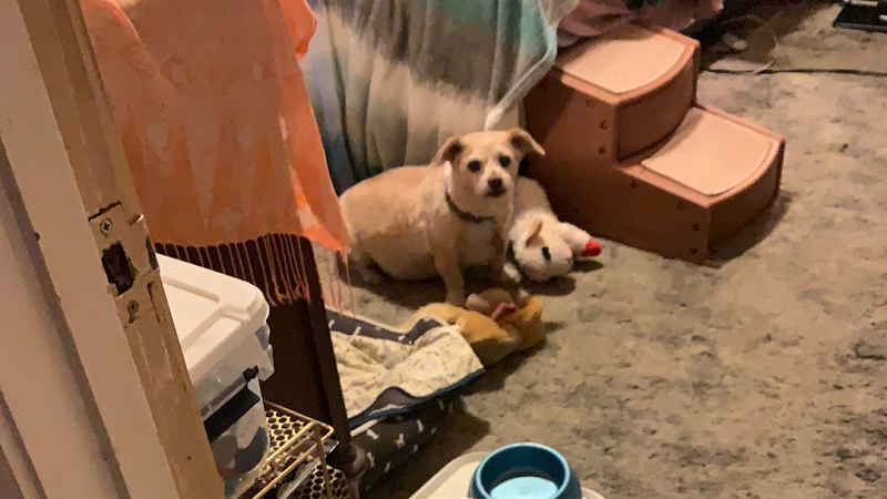 Photo of Fureverpawprints Petsitting