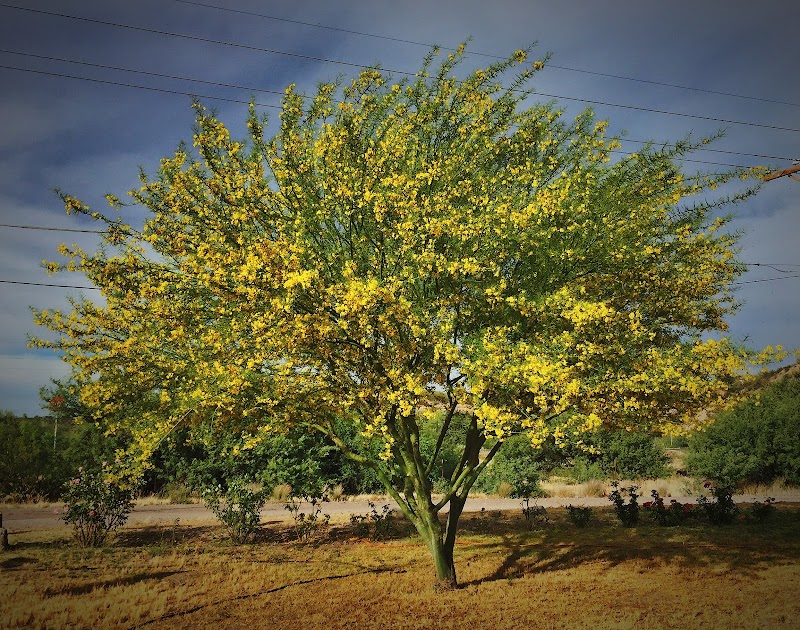 Palo Verde RV Park, LLC photo 3