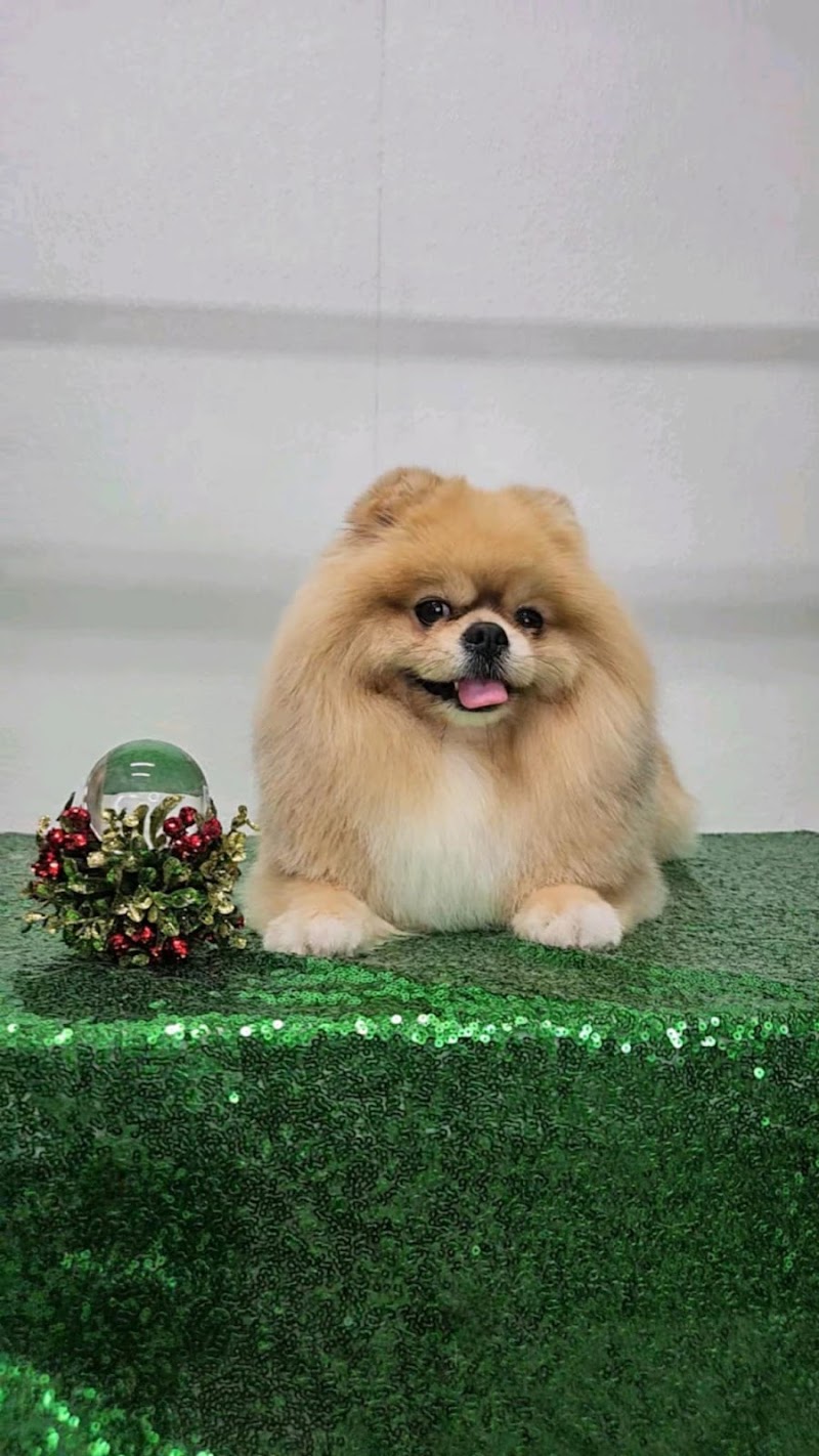 D's Pet Spa photo 2