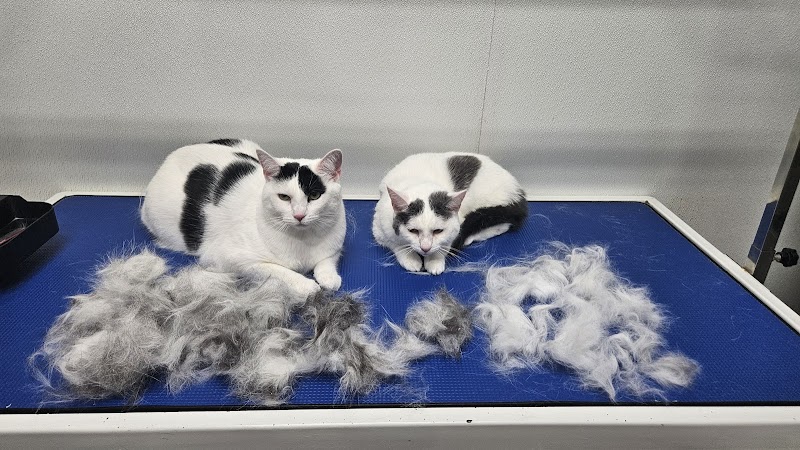 D's Pet Spa photo 4