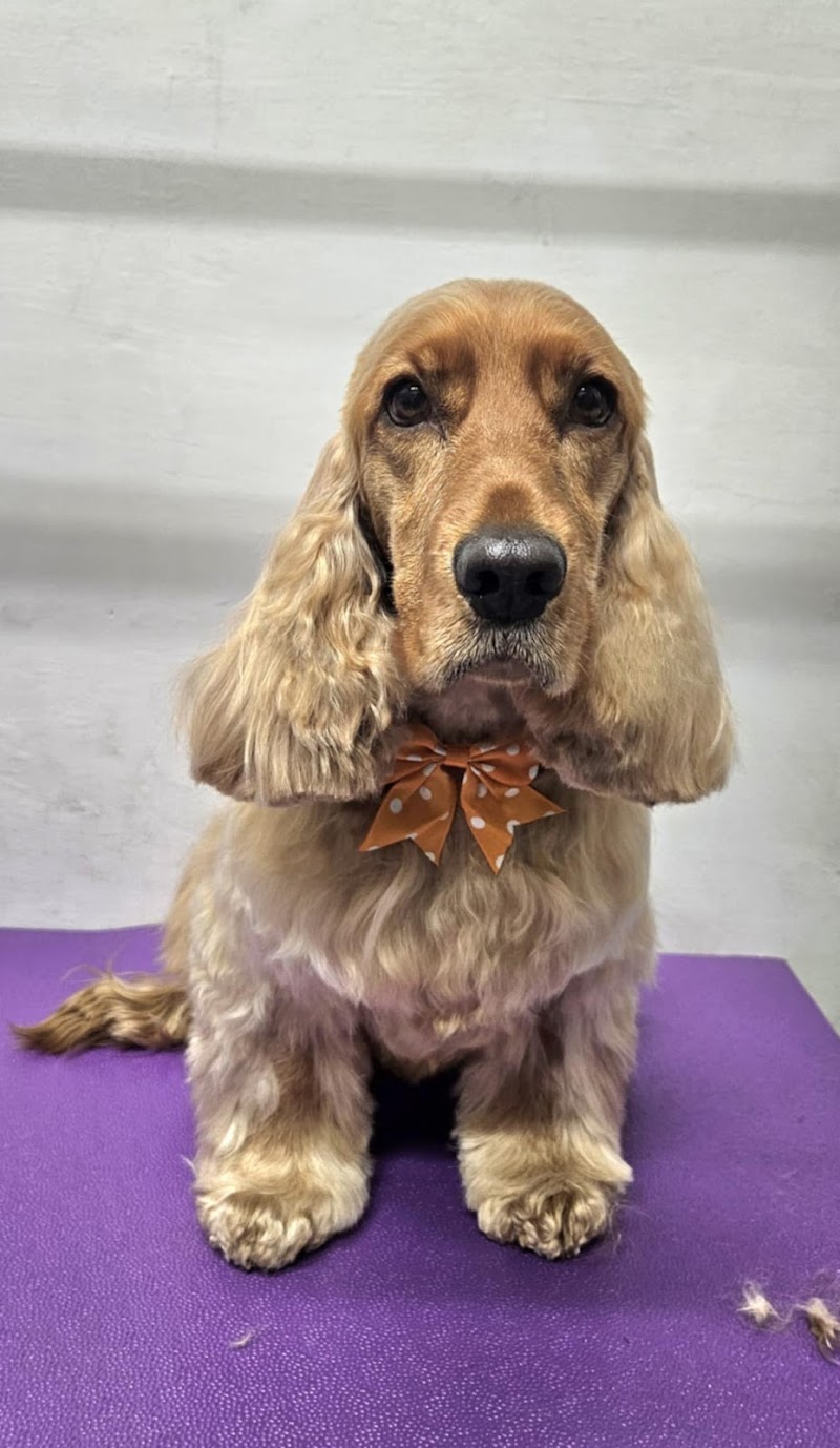 D's Pet Spa photo 5