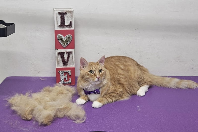 Photo of D's Pet Spa