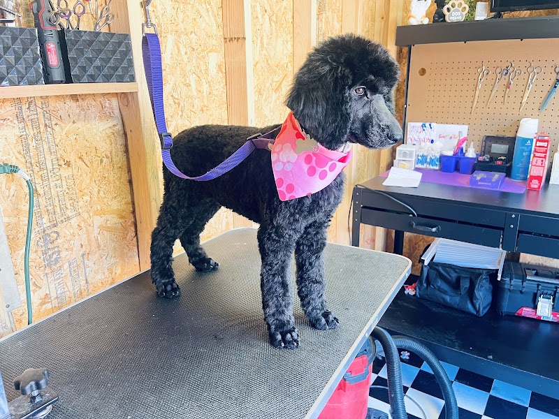 Outpaw's pet grooming photo 4