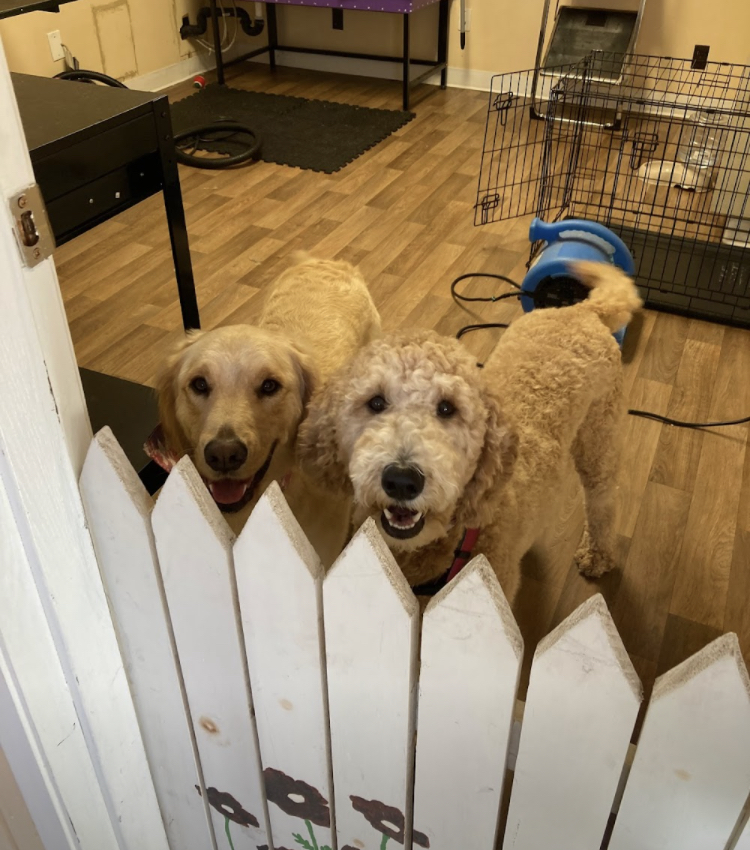 Outpaw's pet grooming photo 3