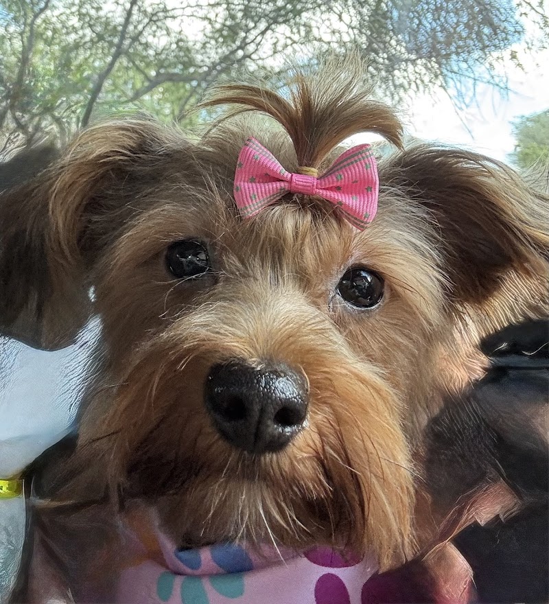 Outpaw's pet grooming photo 2