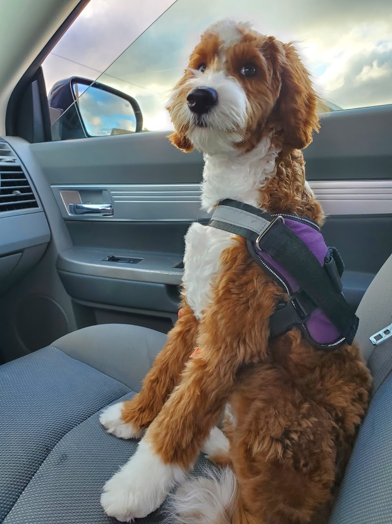 The Charming Canine photo 2