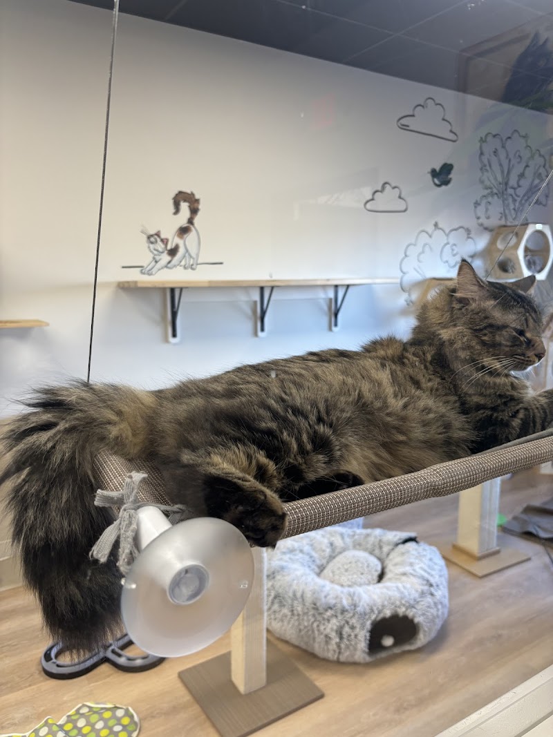 Marcie's Angels Cat Cafe photo 5