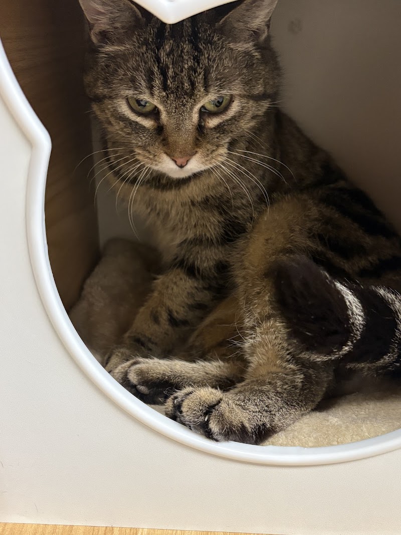 Marcie's Angels Cat Cafe photo 3