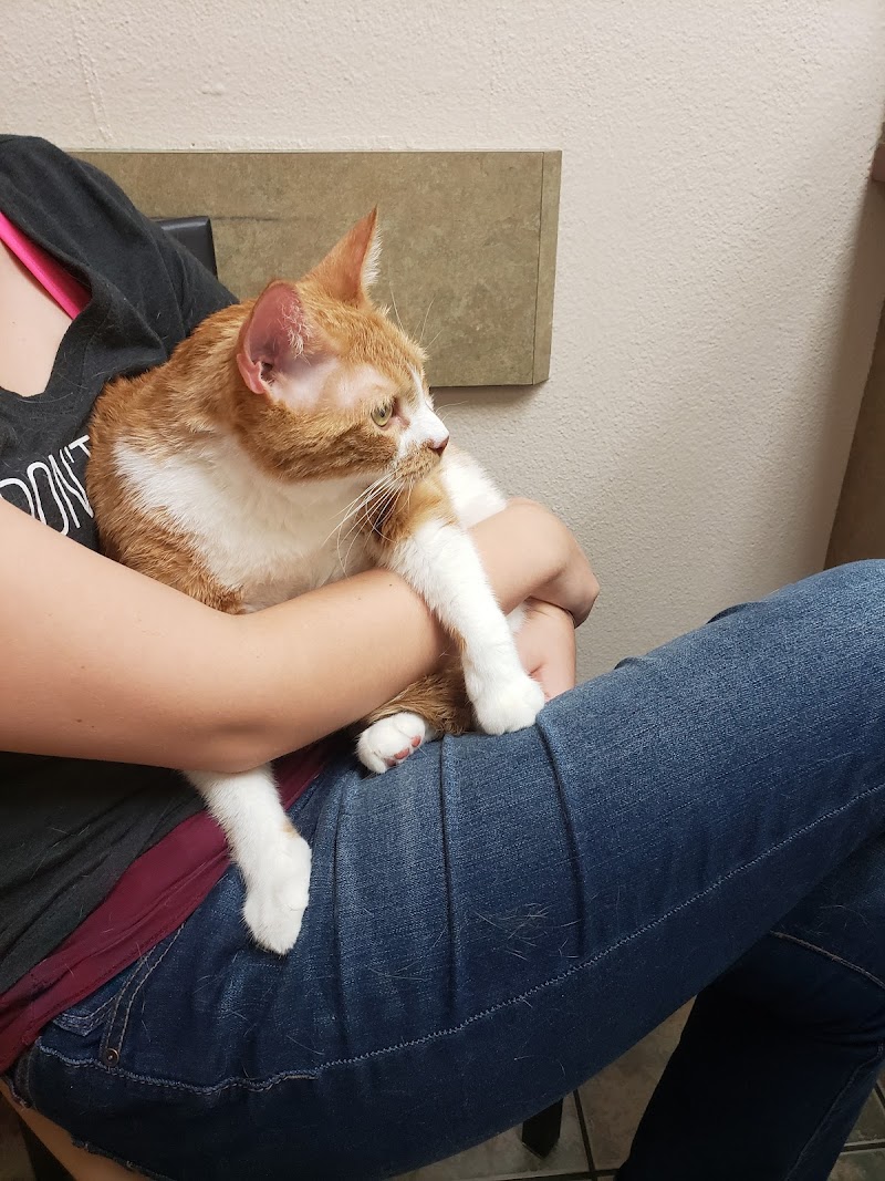 Photo of Lovet Pet Health Care - Goodyear