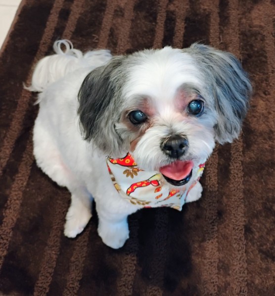 Lovet Pet Health Care - Goodyear photo 5