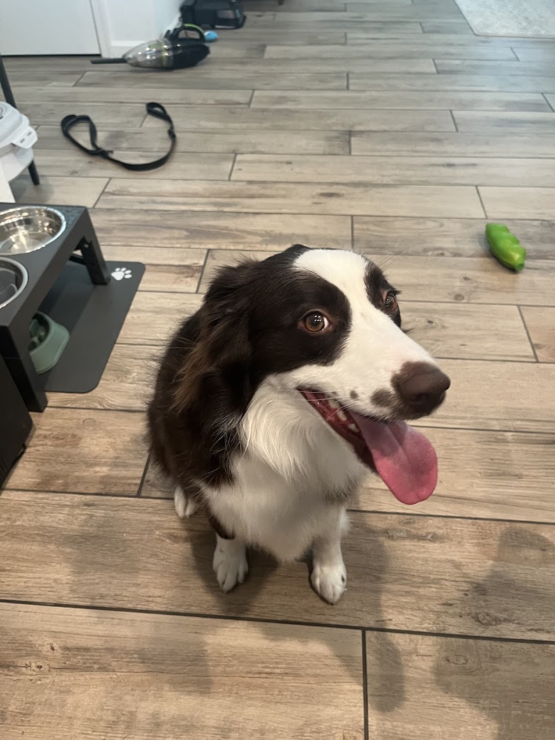 Lovet Pet Health Care - Goodyear photo 4