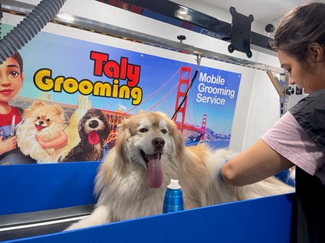 Taly Grooming photo 2