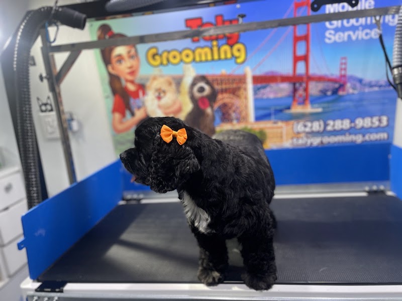 Taly Grooming photo 5