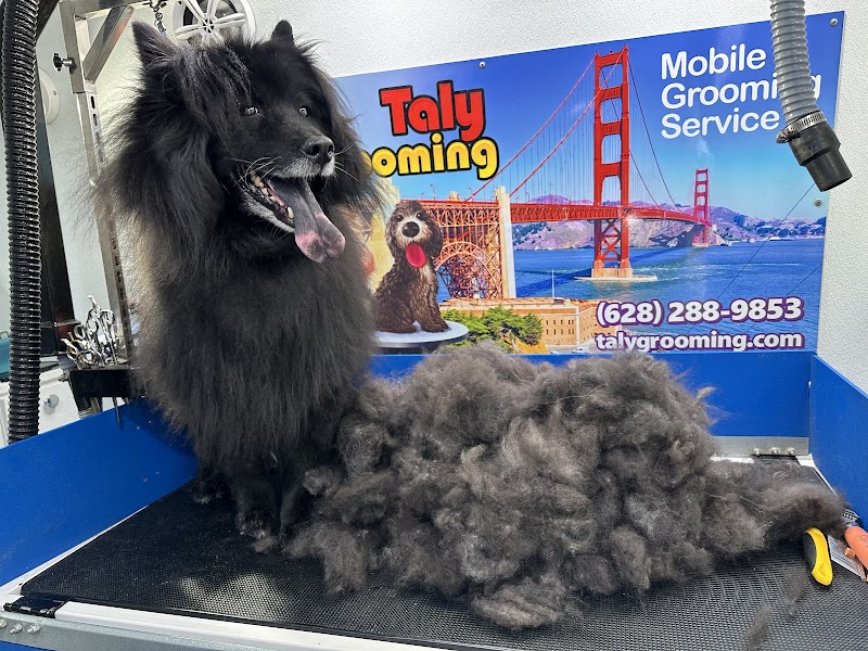 Taly Grooming photo 4