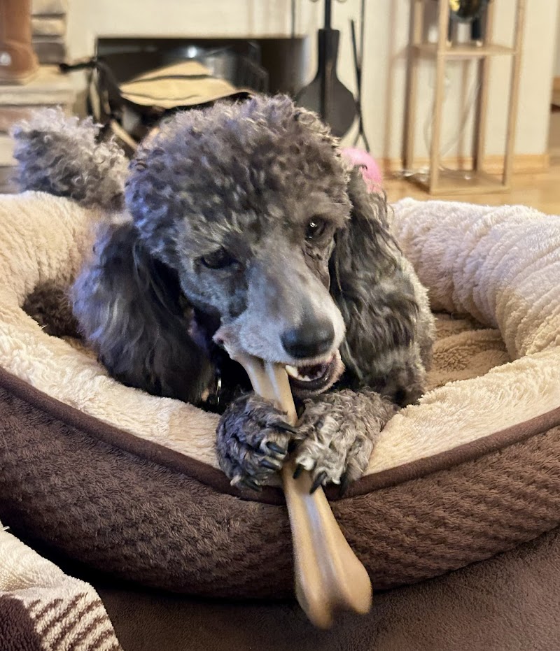 Photo of Grooming by Christina