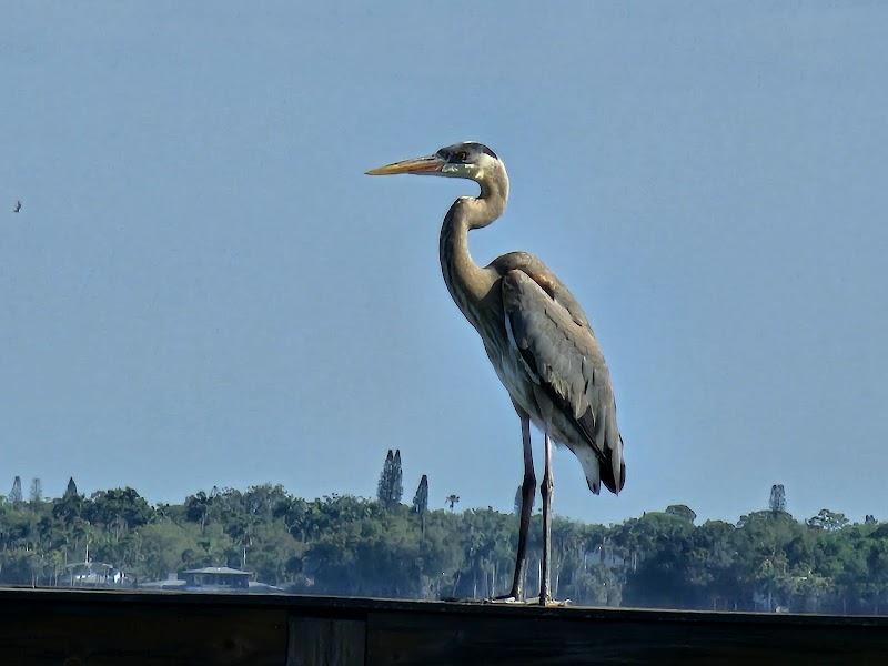 Fishing Pier photo 4