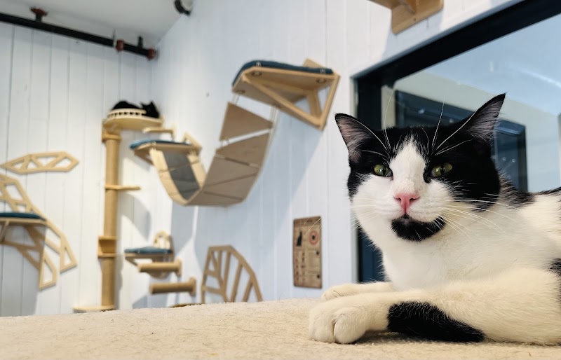Santa Fe Cat Cafe photo 3