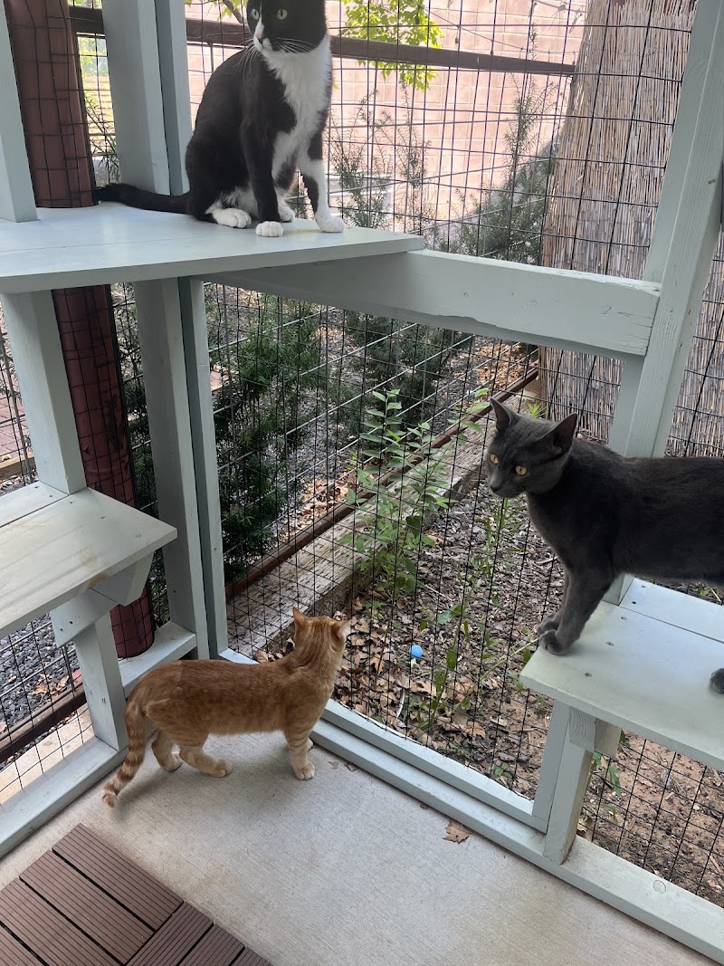 Santa Fe Cat Cafe photo 5