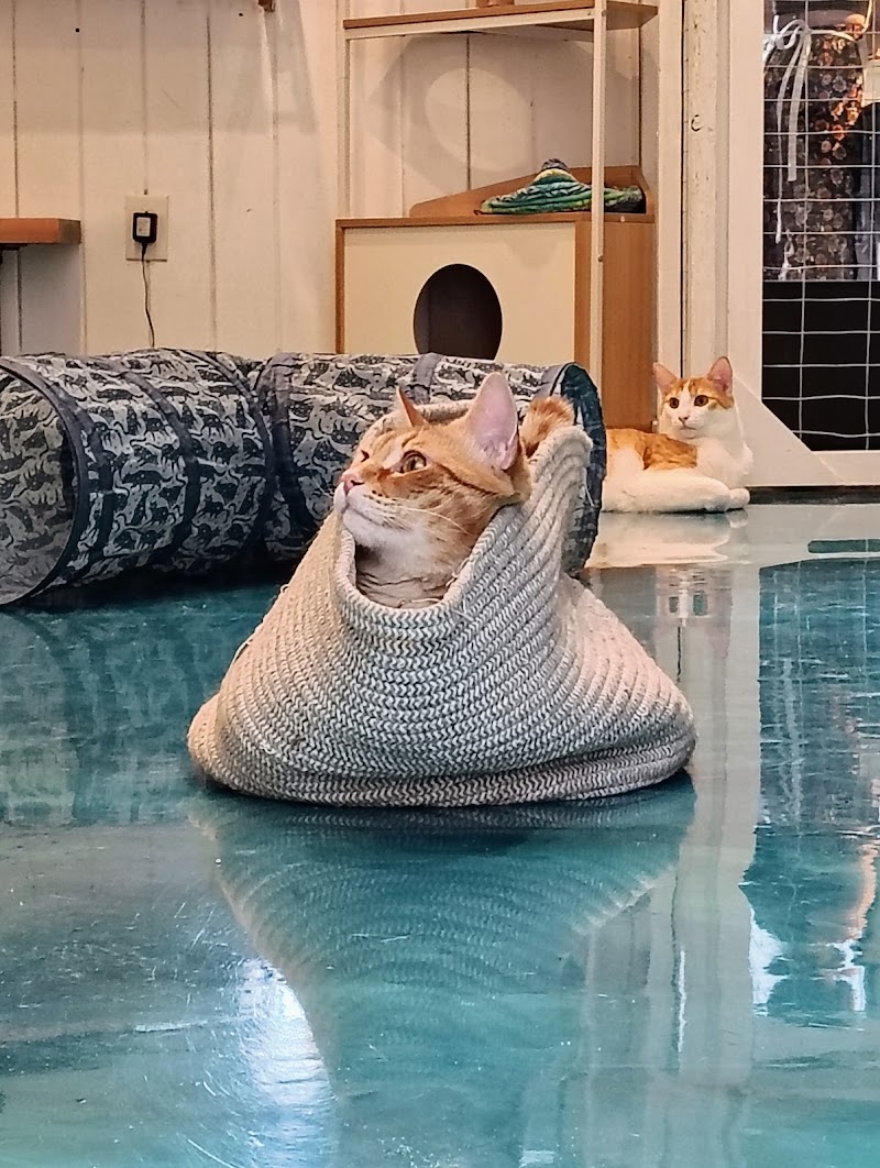 Santa Fe Cat Cafe photo 4