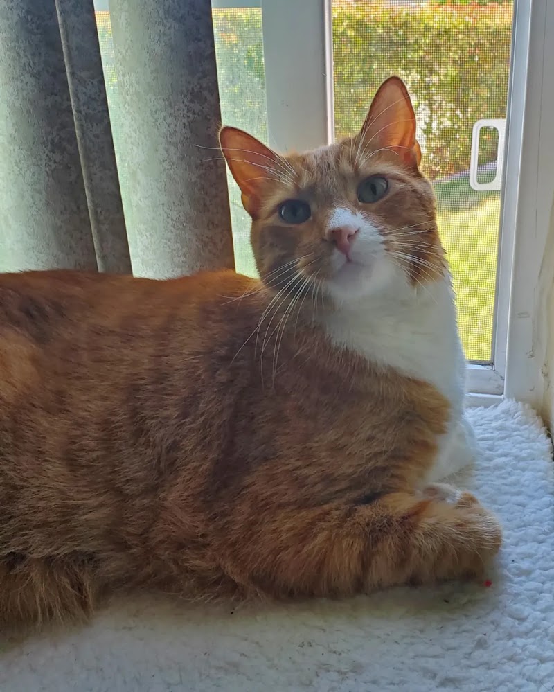 Fond Farewell In Home Euthanasia photo 5